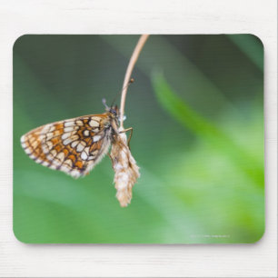 Tapis De Souris Macro d'un euphrosyne de Boloria de papillon