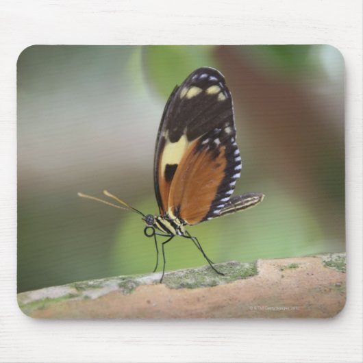 Tapis De Souris Macro papillon (Devant)