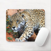 Tapis De Souris Macro Stalking Leopard (Avec souris)