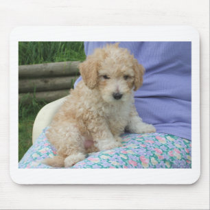 Tapis De Souris Magnifique chiot de cavapo regardant votre chemin,