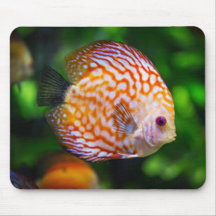 Tapis De Souris Magnifique gros plan d'un poisson de Discus
