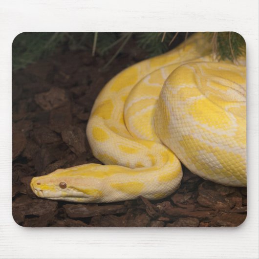 Tapis De Souris Magnifique Python birman jaune (Devant)