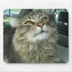 Tapis De Souris Maine Coon kitty