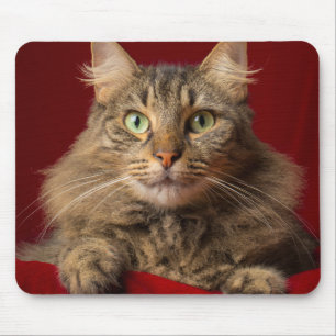 Tapis De Souris Maine Coon pour Noël avec collectionneur
