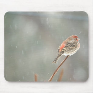 Tapis De Souris Maison Finch sur une succursale