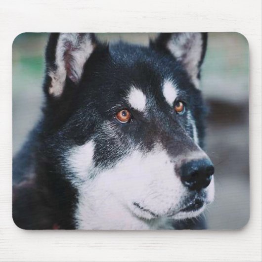 Tapis De Souris Malamute d'Alaska (Devant)