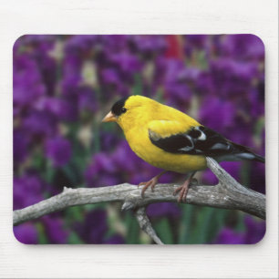 Tapis De Souris Mâle, chardonneret jaune en plumage d'été,