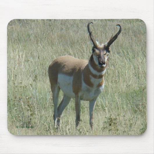 Tapis De Souris Mâle d'antilope d'A13 Pronghorn (Devant)