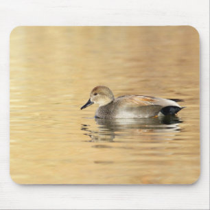 Tapis De Souris Male Gadwall
