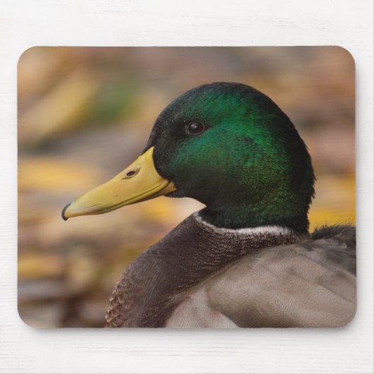 Tapis De Souris Mallard (Devant)