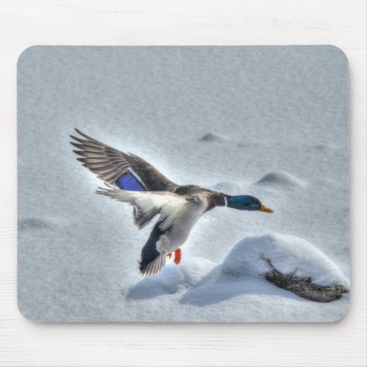 Tapis De Souris Mallard Dradlover Photo de la faune (Devant)