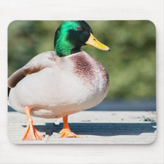 Tapis De Souris Mallard Drake (Devant)
