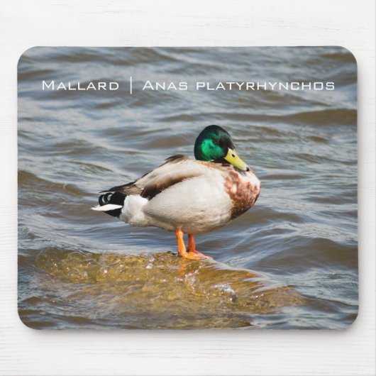 Tapis De Souris Mallard Drake (Devant)
