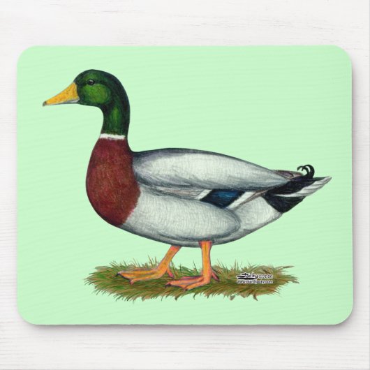 Tapis De Souris Mallard Duck Drake (Devant)