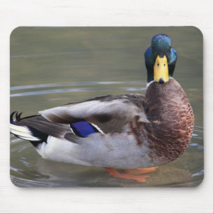 Tapis De Souris Mallard Duck Drake Water Photo