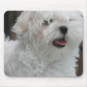 Tapis de souris maltais blanc de chiot