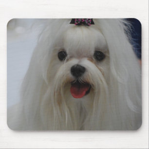 Tapis de souris maltais de chiot