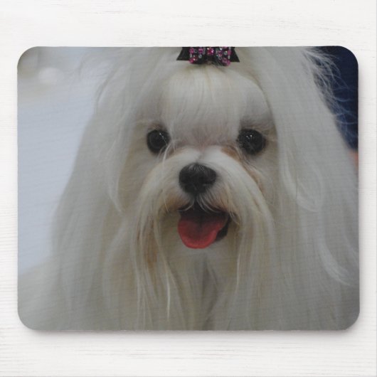 Tapis de souris maltais de chiot (Devant)