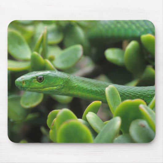 Tapis De Souris Mamba vert oriental (Dendroaspis angusticeps) (Devant)