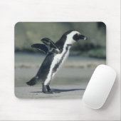 Tapis De Souris Manchot du Cap (Avec souris)