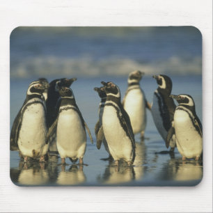 Tapis De Souris Manchots de Magellan, Spheniscus