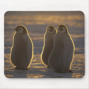 Tapis De Souris Manchots empereurs