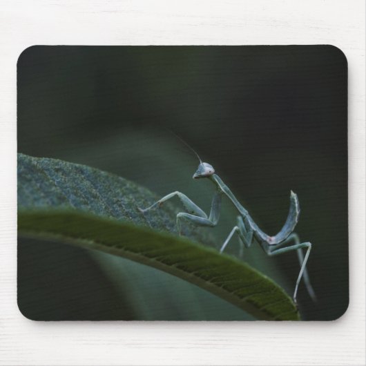 Tapis De Souris Mantis de prière pour bébé (Devant)