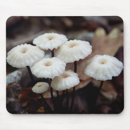 Tapis De Souris Marasmius rotula (Devant)