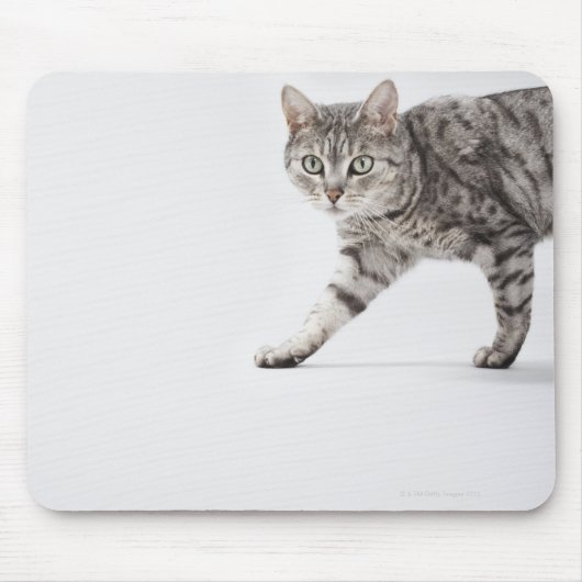 Tapis De Souris Marche de chats (Devant)