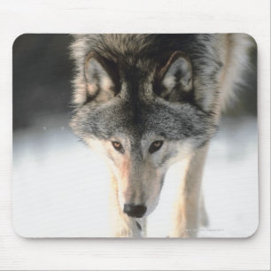 Tapis De Souris Marche de loup gris