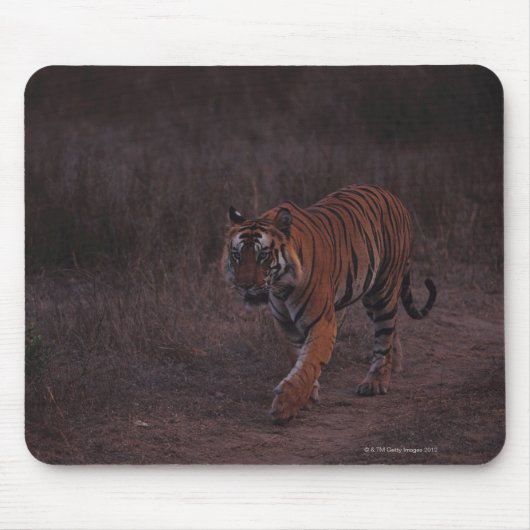 Tapis De Souris Marches du tigre le long du sentier (Devant)