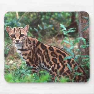 Tapis De Souris Margay, Leopardus wiedi, Originaire du Mexique jus