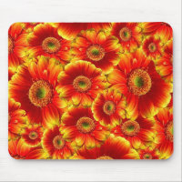 Marguerites de Gerbera jaune et orange