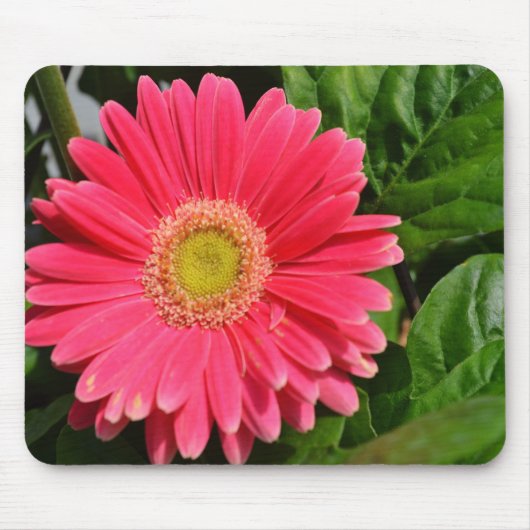 Tapis De Souris marguerites du Gerbera 365flower (Devant)