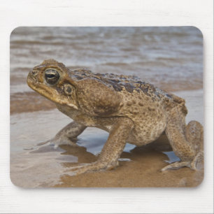 Tapis De Souris Marina de Cane Toad Rhinella, anciennement Bufo