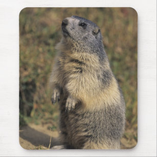 Tapis De Souris Marmotte alpine, Marmota marmota, pied adulte