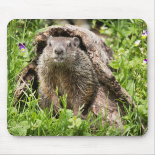 Tapis De Souris Marmotte dans un tronc creux