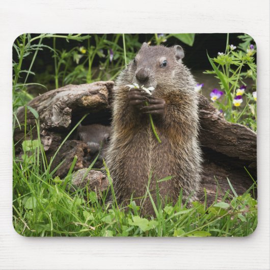 Tapis De Souris Marmotte mâchant une fleur (Devant)