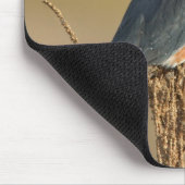 Tapis De Souris Martin-pêcheur ceinturé (Coin)