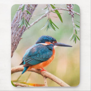 Tapis De Souris Martin-pêcheur perché sur une branche