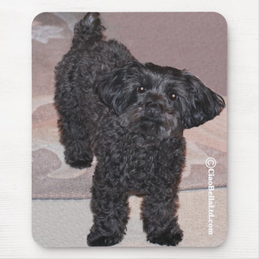 Tapis De Souris Martini le Yorkie-Poo (Devant)