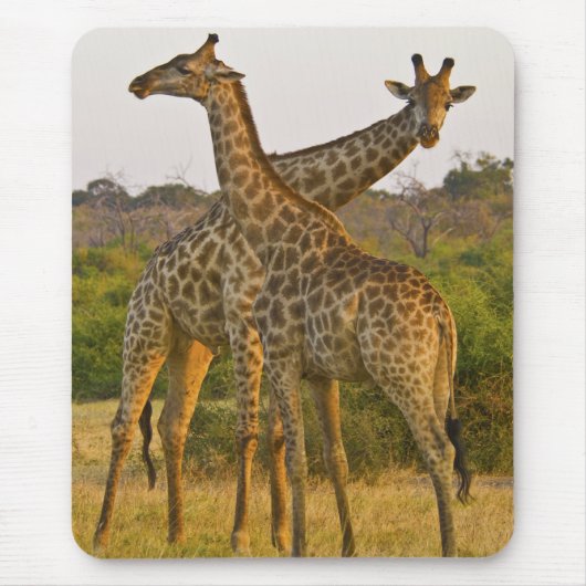 Tapis De Souris Masai Giraffes Kenya Afrique mousepad (Devant)