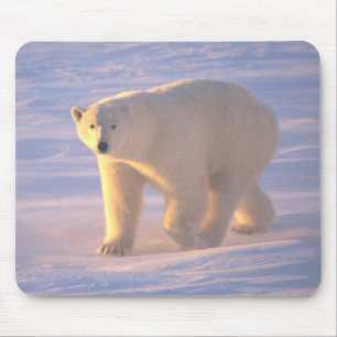 Tapis De Souris Matin 2 Mousepad d'ours blanc