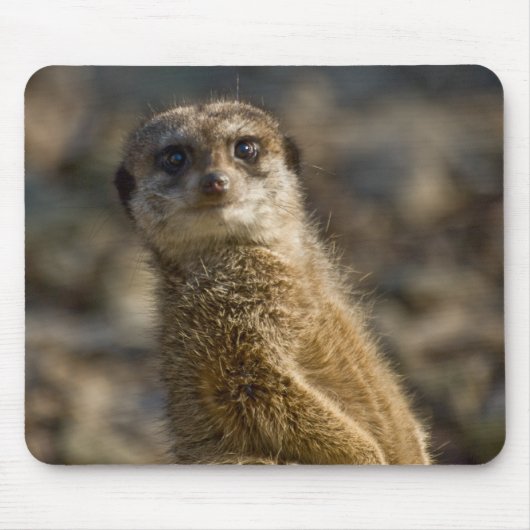 Tapis De Souris Meerkat (Devant)