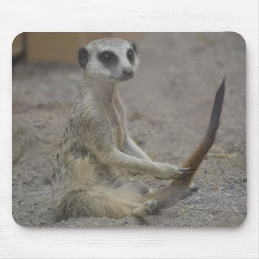 Tapis De Souris Meerkat (Devant)