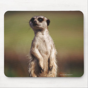 Tapis De Souris meerkat mince-coupé la queue