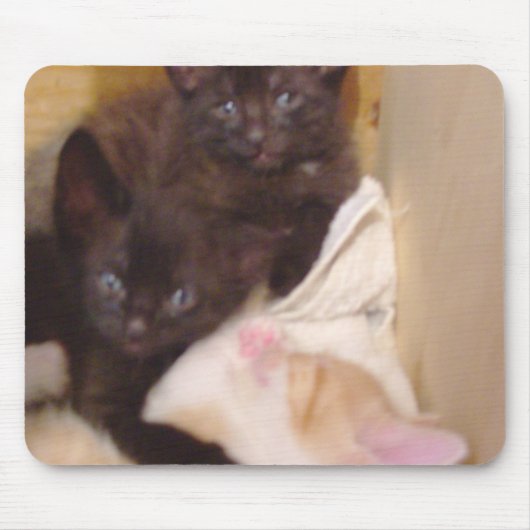 Tapis De Souris Meow Cats 38 Mousepad (Devant)