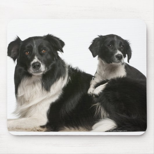 Tapis De Souris Mère frontière collie et chiot (Devant)