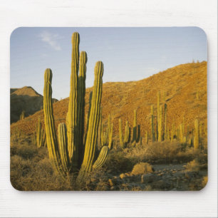 Tapis De Souris Mexique, Baja, île Santa Catalina, mer de