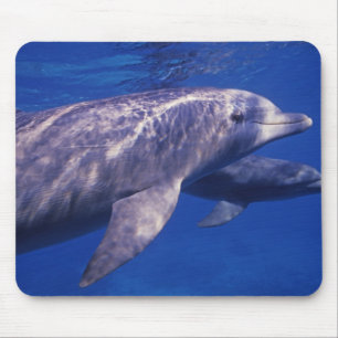 Tapis De Souris Mexique, Cozumel. Dauphin à gros nez, Tursiops 2